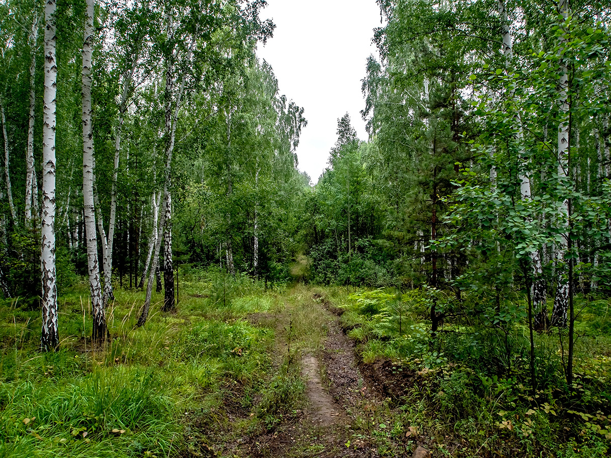 heikkotuottoiset koivut