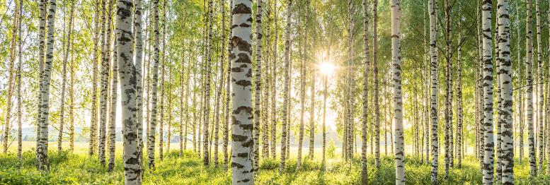 koivikko_aurinko_kapea