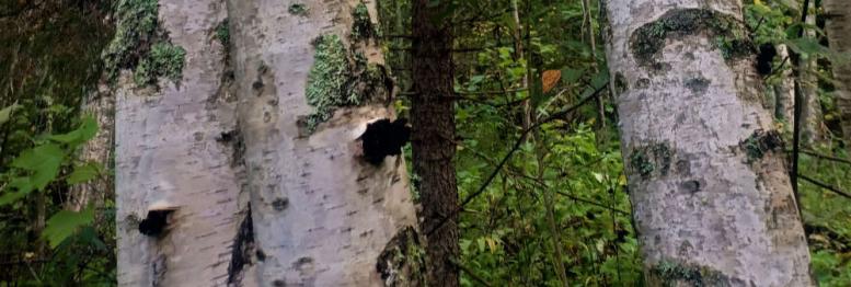 montapakuriamontarunkoa-small