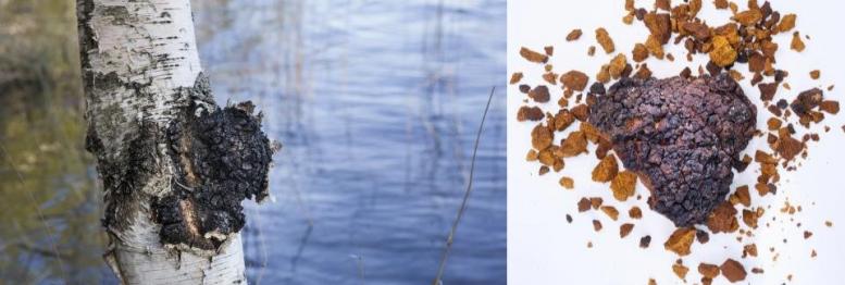 pakuri_puussajakuivattu